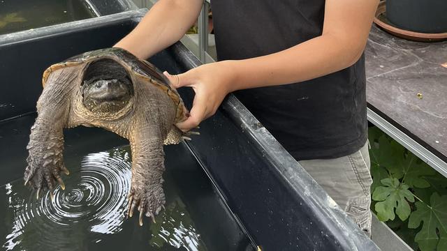 Une deuxième tortue hargneuse a été découverte dans le canton de Vaud, à Arnex-sur-Orbe. [Facebook - Protection et récupération des tortues (PTR)]