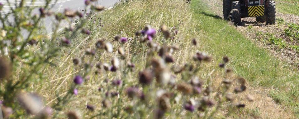 Les agriculteurs obtiennent un sursis d'un an pour les surfaces de promotion de la biodiversité. [Keystone]