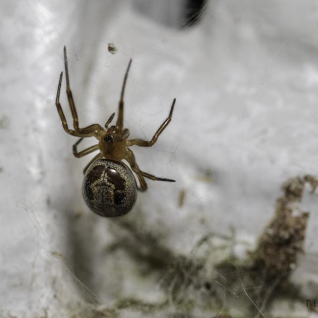 Une steatoda nobilis. [Muséum d'histoire naturelle de Genève - Pierre Loria]