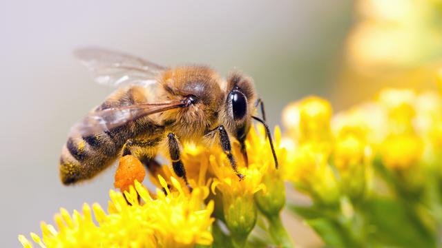 Les abeilles domestiques menacent les abeilles sauvages. [depositphotos - Laures]