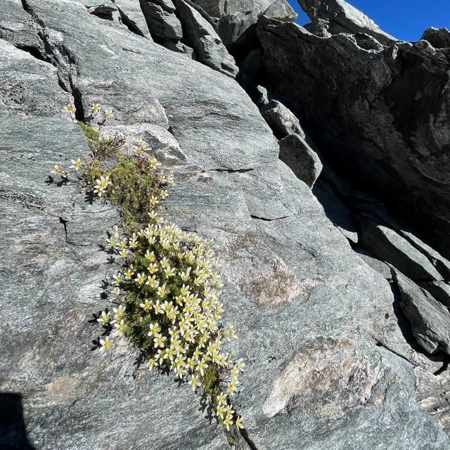 De la végétation a apparu à la Pointe de Boveire. [Christophe Randin]