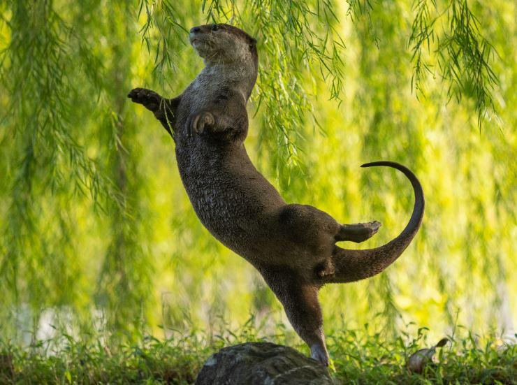 "Otter Kwek. An otter ballerina". [Comedy Wildlife 2023 - Vittorio Ricci]