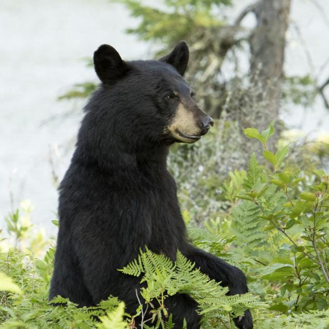Un ours au Canada. [AFP - Philippe Henry / Biosphoto]