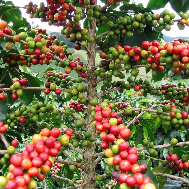 Fruits de caféier (Coffea arabica) en cours de maturation. Les études génétiques sur le caféier Coffea arabica suggèrent qu'il est probablement originaire d'Éthiopie, dans la province de Kaffa où on le consommait sous différentes formes (boisson mais aussi aliment). Il y serait connu depuis la Préhistoire et n'aurait été transféré qu'au VIe siècle au Yémen, vers le port de Moka. [wikimedia - FCRebelo]