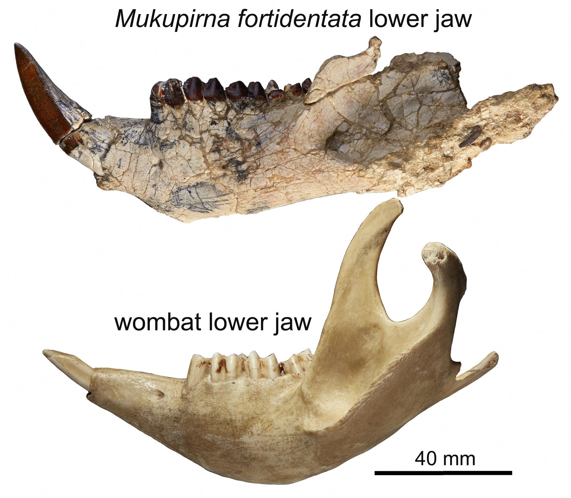 Des paléonthologues découvrent un ancêtre du wombat en Australie. [afp photo/flinders university - Arthur Crichton]