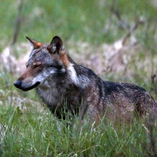 Face à l'augmentation du nombre de loups, le Conseil fédéral veut pouvoir abattre des meutes. [Keystone - Marco Schmidt]
