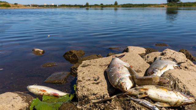 La pollution du fleuve Oder a tué des centaines de tonnes de poissons. [Keystone - DPA/Frank Hammerschmidt]