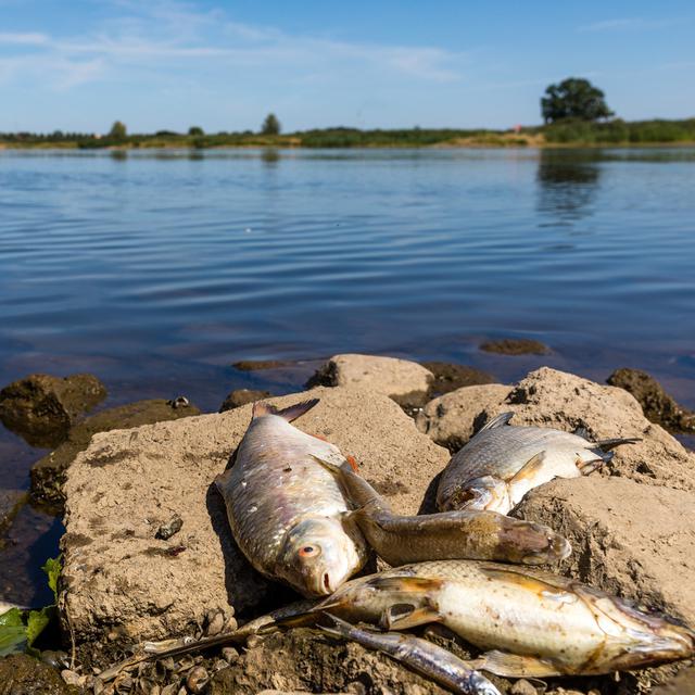 La pollution du fleuve Oder a tué des centaines de tonnes de poissons. [Keystone - DPA/Frank Hammerschmidt]