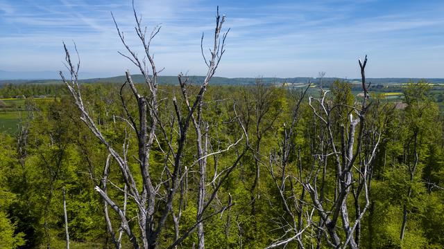 Ces dernières années, la sécheresse, la canicule, les tempêtes et le gel tardif ont affaibli les arbres, les rendant plus vulnérables aux maladies et aux insectes ravageurs. [Keystone - Jean-Christophe Bott]