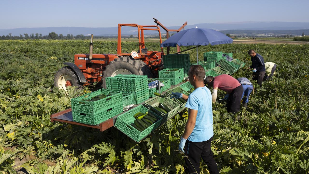 Des agriculteurs récoltent des courgettes dans le Seeland. [Keystone - Peter Klaunze]