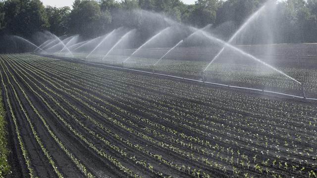 La consommation d'eau doit être réduite sur les exploitations agricoles suisses, selon le directeur de l’Office fédéral de l’agriculture (OFAG) Christian Hofer. [Keystone - Marcel Bieri]