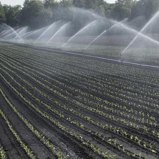 La consommation d'eau doit être réduite sur les exploitations agricoles suisses, selon le directeur de l’Office fédéral de l’agriculture (OFAG) Christian Hofer. [Keystone - Marcel Bieri]