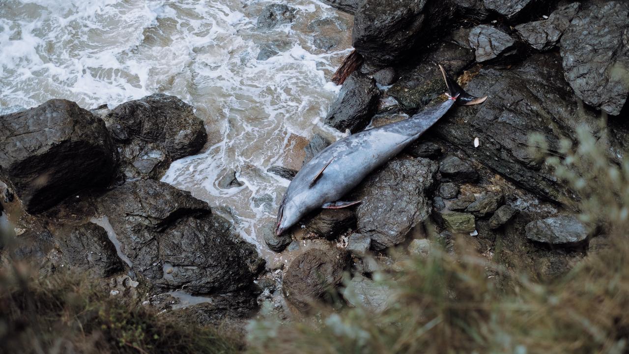 Un dauphin échoué sur la côte en Vendée, en janvier 2023. [AFP - Maylis Rolland]