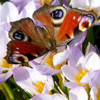 Un papillon se pose sur des fleurs printanières. [Keystone - Alessandro Della Bella]