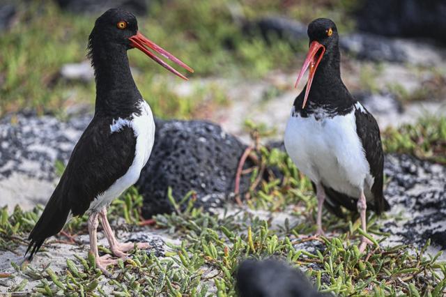 Des huîtriers-pie dans la baie de Tortuga sur l'île de Santa Cruz, qui fait partie de l'archipel des Galápagos. Équateur, le 26 juin 2023. [AFP - Ernesto Benavides]