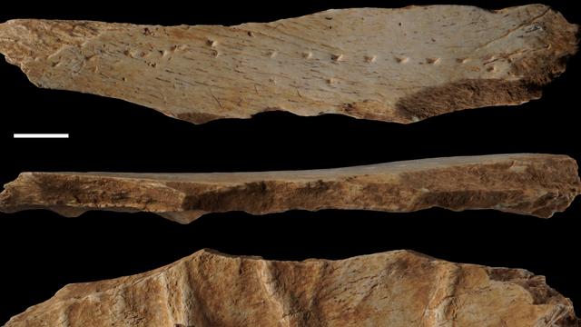 La planche en os décrite dans l'étude menée en Catalogne, publiée dans la revue Science Advances. [©Science Advances]