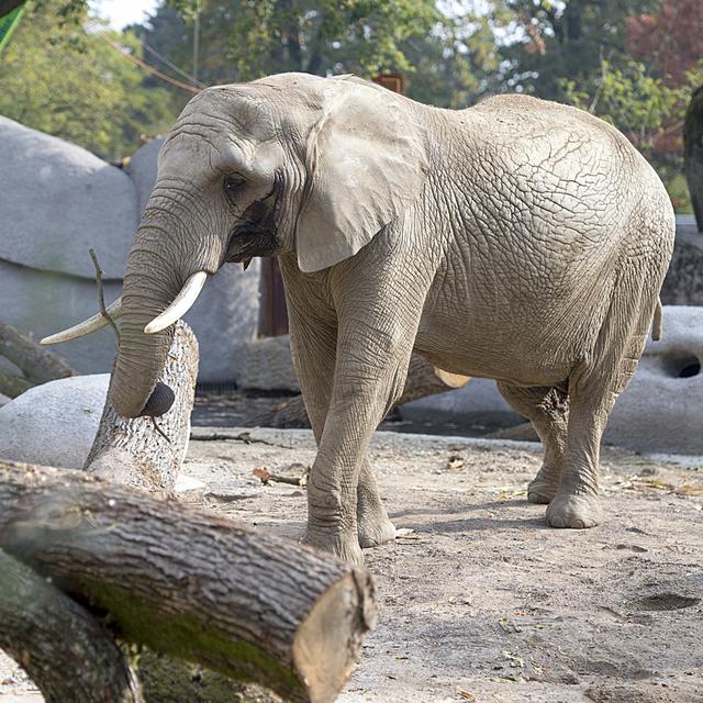 Un éléphant du zoo de Bâle. [Keystone - Georgios Kefalas]
