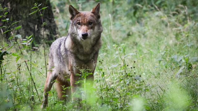 Le canton de Berne refuse d'abattre un loup qui a tué une trentaine de bêtes. [Keystone - DPA/Christian Charisius]