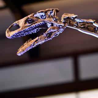 Un Platéosaure. [AFP - ERIC LALMAND / BELGA MAG]