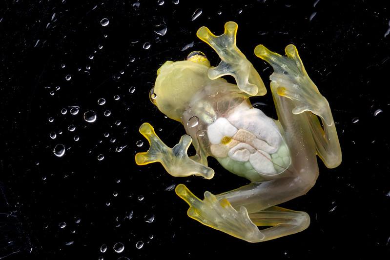 "Searching for a good father", soit en français "A la recherche d'un bon père", tel est le titre de cette photo. [CC-BY-NC-ND/SNSF Scientific Image Competition - Francesca Angiolani-Larrea, UNIBE]