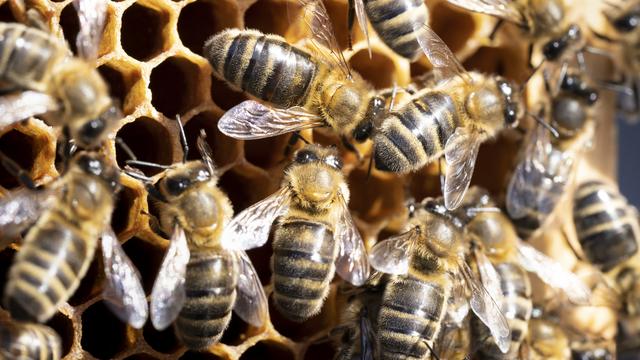 Des abeilles dans une ruche à Zurich. [Keystone - Gaetan Bally]