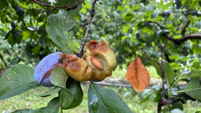 Un pruneau éventré dans la région de Riddes (VS). [RTS - Ainhoa Ibarrola]