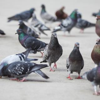 Un groupe de pigeons. [Depositphotos - Dangubic]