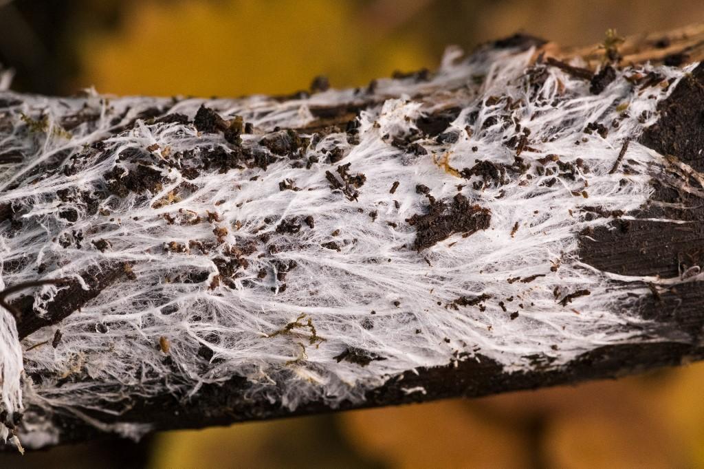 Un réseau de mycélium se forment sur un morceau de bois. [AFP - STEPHANE VITZTHUM]