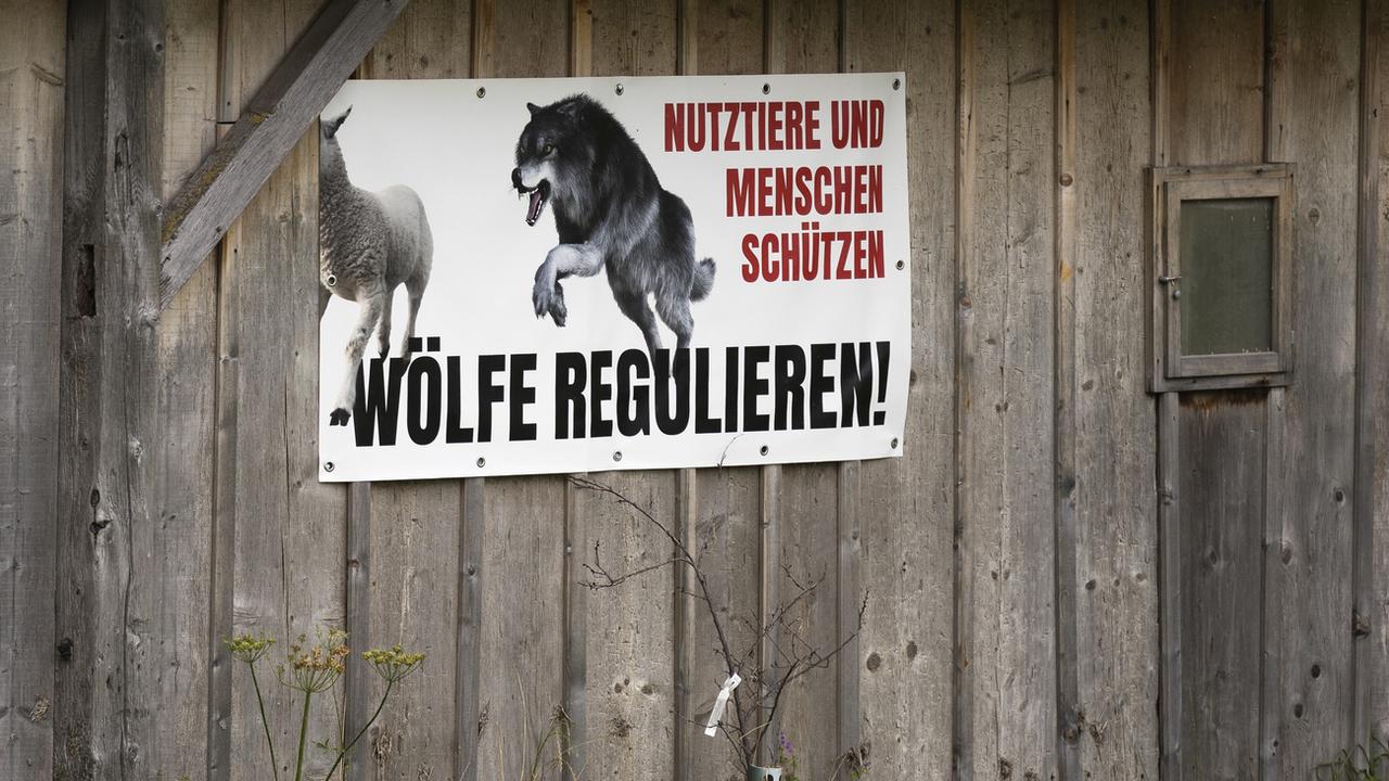 Une affiche en faveur de la régulation des loups sur une étable à Zweisimmen (BE). [Keystone - Peter Klaunzer]