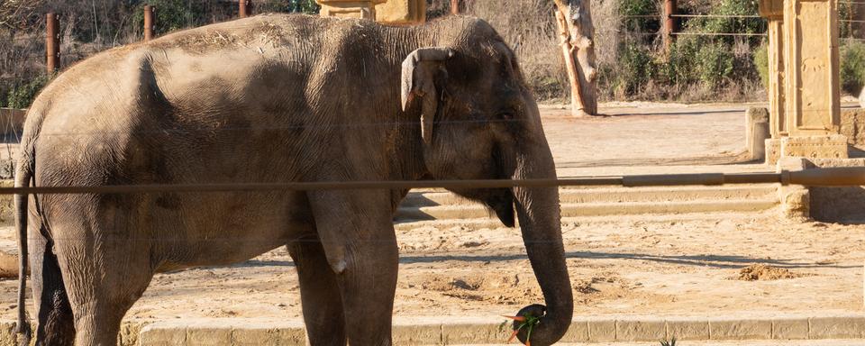 Un éléphant du zoo de Hanovre (D). [Keystone - Marco Rauch]