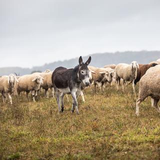 Un âne protège un troupeau de moutons. [Keystone - DPA/Frank Rumpenhorst]