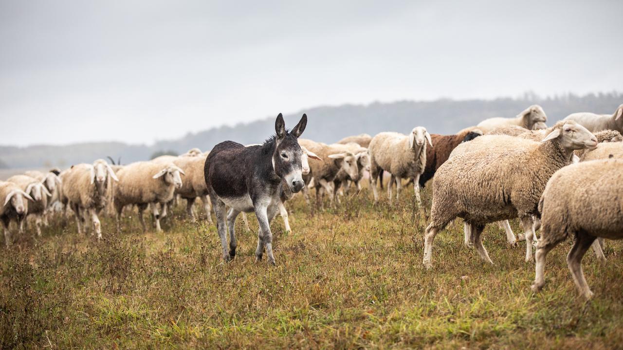 Un âne protège un troupeau de moutons. [Keystone - DPA/Frank Rumpenhorst]