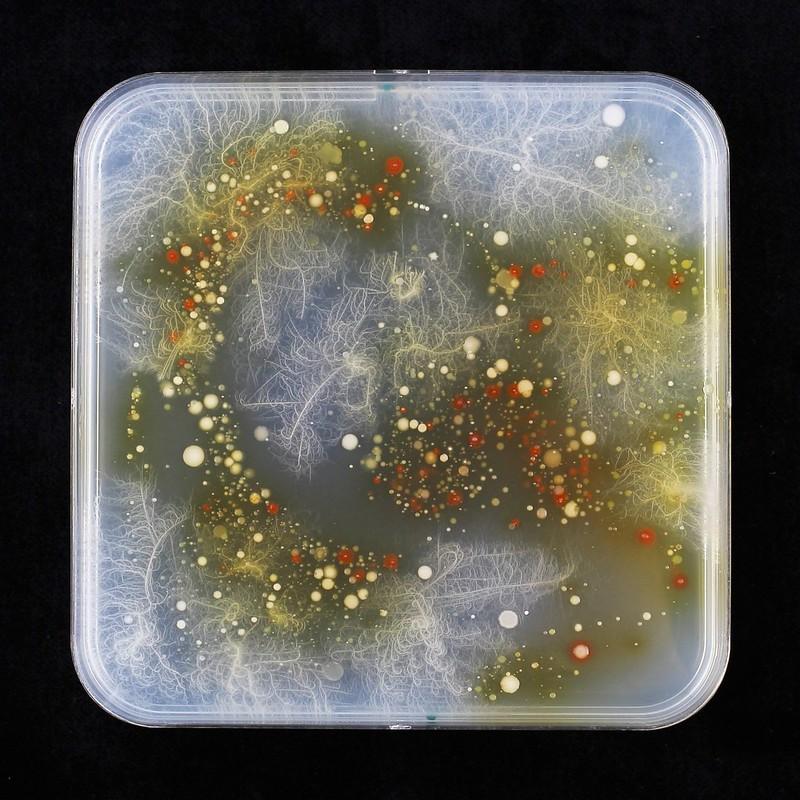 "Maize root microbiome", soit en français "Le microbiome d'une racine de maïs", tel est le titre de cette photo. [CC-BY-NC-ND/SNSF Scientific Image Competition - Lisa Thönen, UNIBE]