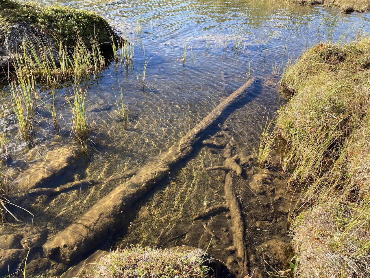 Les scientifiques ont analysé le bois d'arbres préservés naturellement dans des lacs de montagne. [WSL - HAKAN GRUDD]