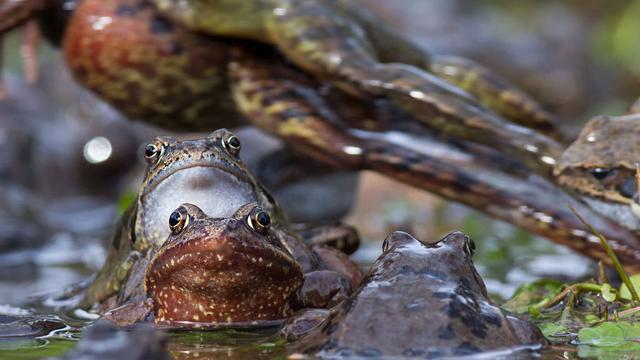 Les amphibiens souffrent de la crise climatique alors que ces animaux sont déjà victimes de la circulation routière. [Pro Natura - Sandra Schweizer]