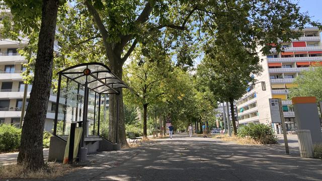 Une allée bordée d'arbres le long de l'avenue d'Aïre à Genève, le 14 août 2023. [RTS - Stéphanie Jaquet]