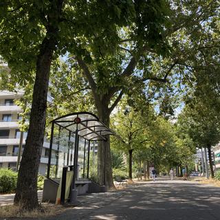 Une allée bordée d'arbres le long de l'avenue d'Aïre à Genève, le 14 août 2023. [RTS - Stéphanie Jaquet]