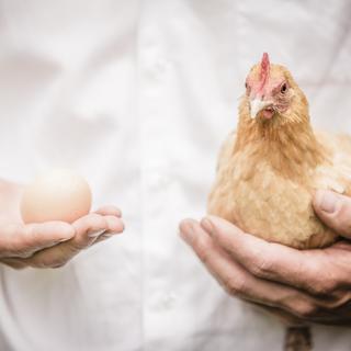 Le paradoxe de la poule et de l'oeuf. [Depositphotos - aetb]