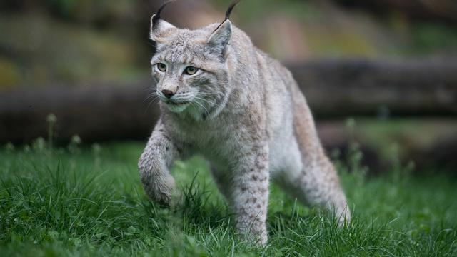 L'attaque d'un lynx est inédite dans la Broye (image d'illustration). [Keystone - Sebastian Gollnow]