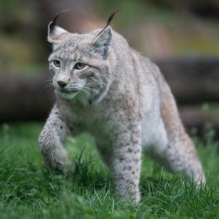 L'attaque d'un lynx est inédite dans la Broye (image d'illustration). [Keystone - Sebastian Gollnow]
