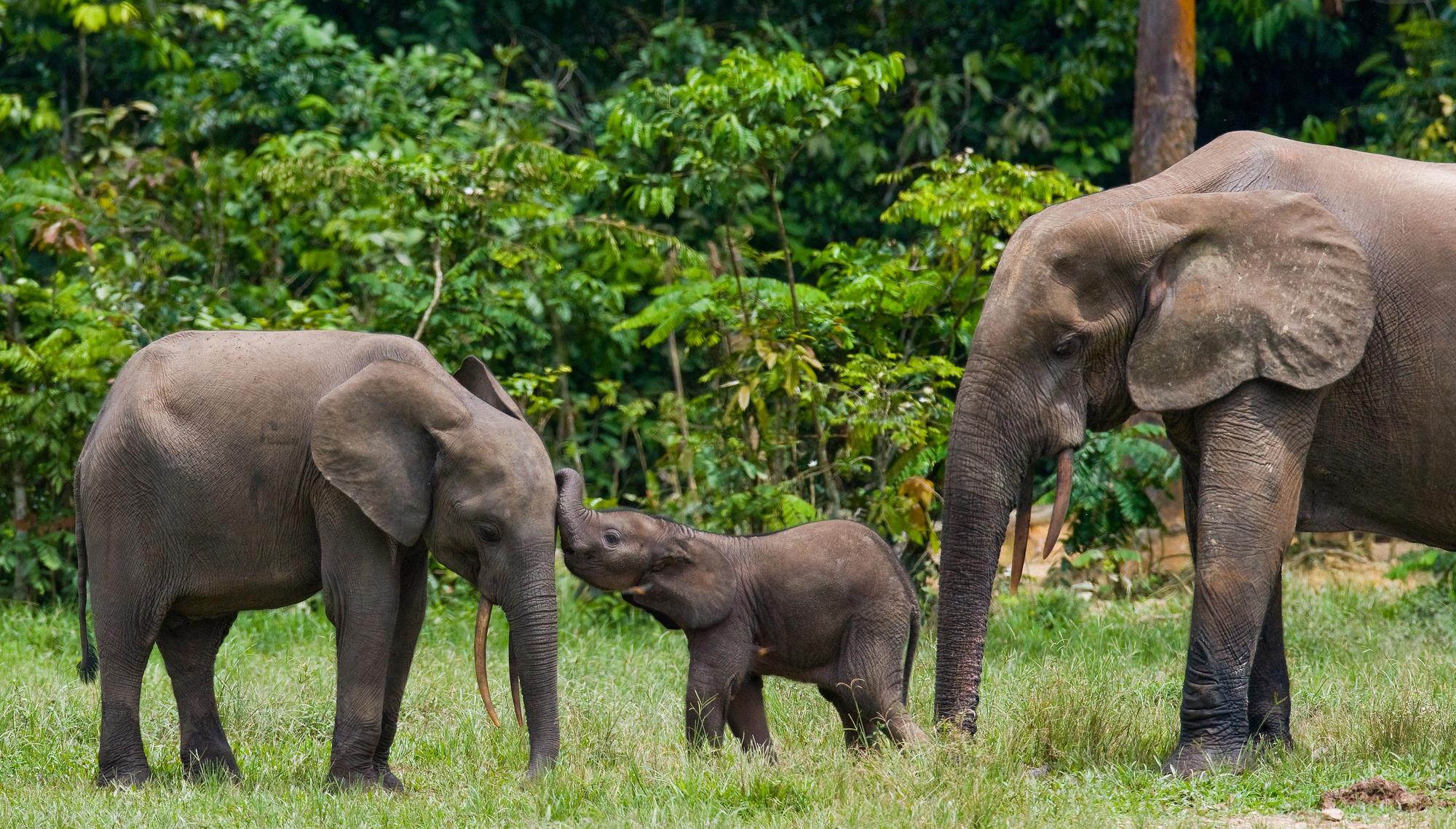 Les éléphants de la forêt du bassin du Congo en mangeant certaines graines et en piétinant la végétation favorisent le stockage de carbone. [Biosphoto via AFP - Andrey Gudkov]