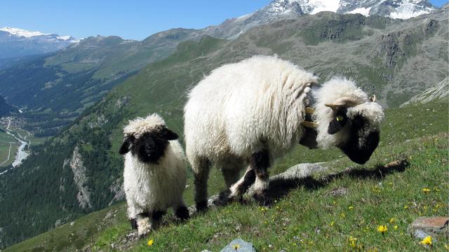 Le mouton au nez noir du Valais séduit de plus en plus d'éleveurs [Keystone - Arno Balzarini]