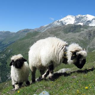 Le mouton au nez noir du Valais séduit de plus en plus d'éleveurs [Keystone - Arno Balzarini]