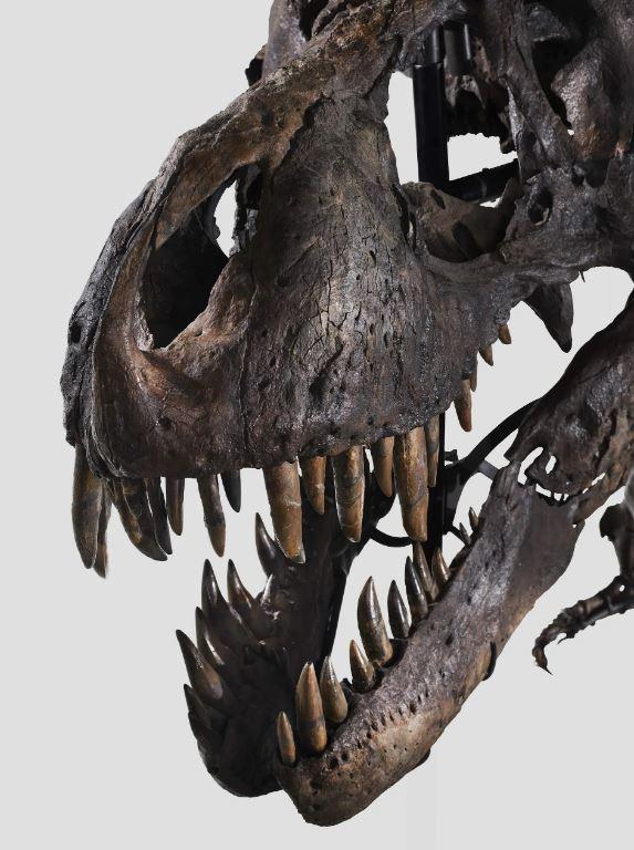 Le crâne (1,4 × 1,2 m.) de Trinity est unique, rare et incroyablement bien préservé. Il provient de surcroît d'un seul spécimen. Selon le conseiller scientifique et consultant Nils Knötschke, l'un des principaux préparateurs de fossiles professionnels au monde, il n'est pas courant de trouver des crânes de dinosaures: "Ils font partie des composants les plus précieux. Ces os crâniens ne sont souvent pas fusionnés et se détachent facilement les uns des autres. Lorsque les dinosaures sont morts au Jurassique ou au Crétacé, ils ont souvent perdu la tête lors de la déposition. La plupart des dinosaures se retrouvent sans leur crâne". [www.kollerauktionen.ch]