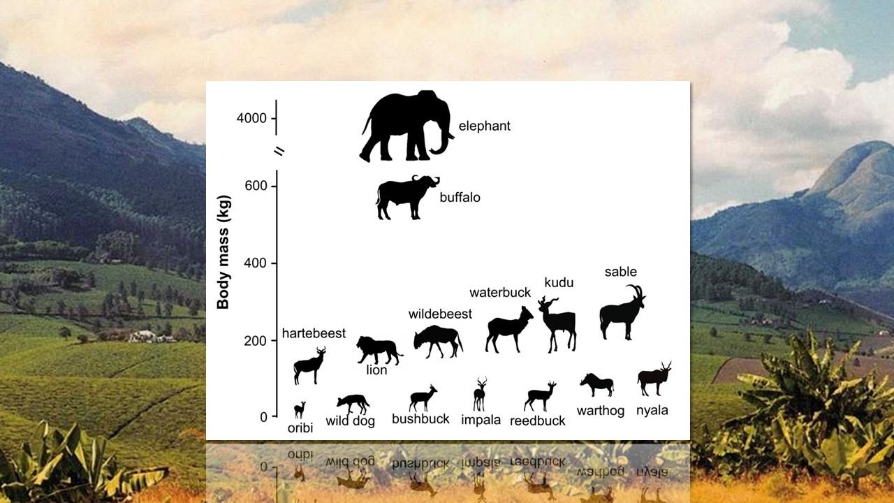 Taille et poids des principales espèces de mammifères du parc national de Gorongosa au Mozambique [Wikipedia - Paulo Oliveira]