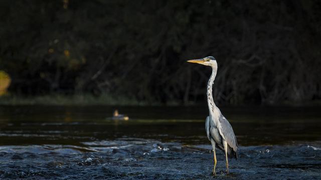 Un héron dans le parc national Una en Bosnie-Herzégovine. [Anadolu agency via afp - Denis Zuberi]