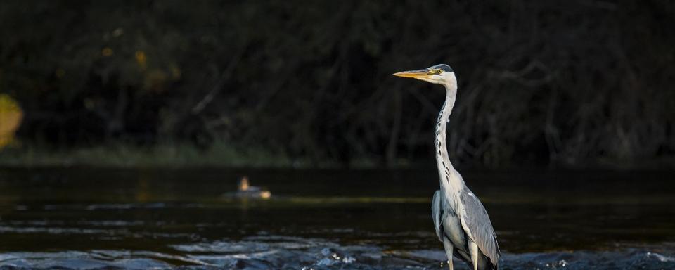 Un héron dans le parc national Una en Bosnie-Herzégovine. [Anadolu agency via afp - Denis Zuberi]