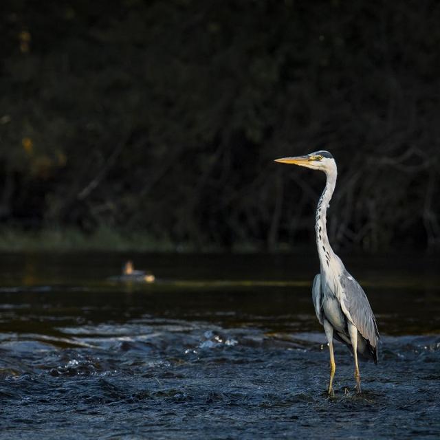 Un héron dans le parc national Una en Bosnie-Herzégovine. [Anadolu agency via afp - Denis Zuberi]