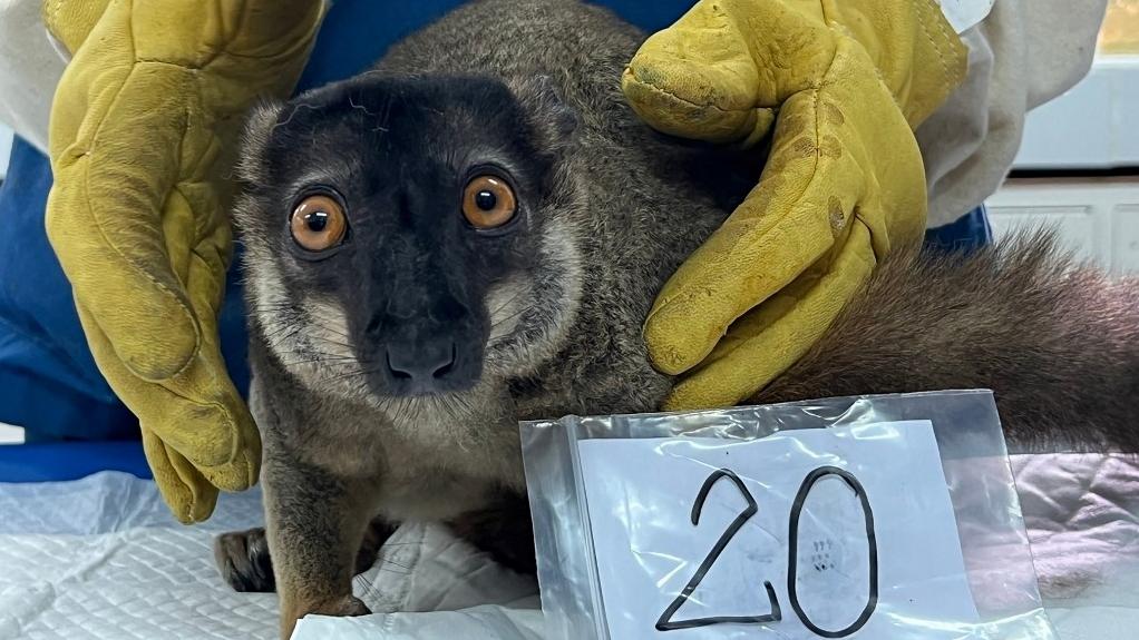 Un lémur fauve saisi lors d'une opération de lutte contre le trafic d'animaux est enregistré par un responsable de la protection de la faune dans une installation de la province thaïlandaise de Chonburi, novembre 2024. [AFP - Thailand's Ministry of Natural Resources and Environment]