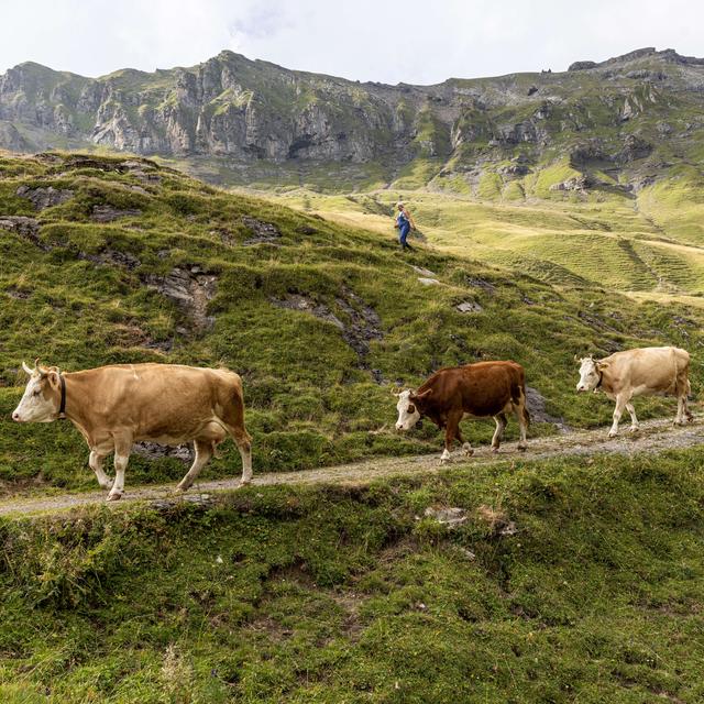Caritas-Montagnards soutient en Suisse les paysans de montagne qui sont soumis à une énorme charge de travail quotidienne et souvent isolés et peu reconnus. [www.montagnards.ch]